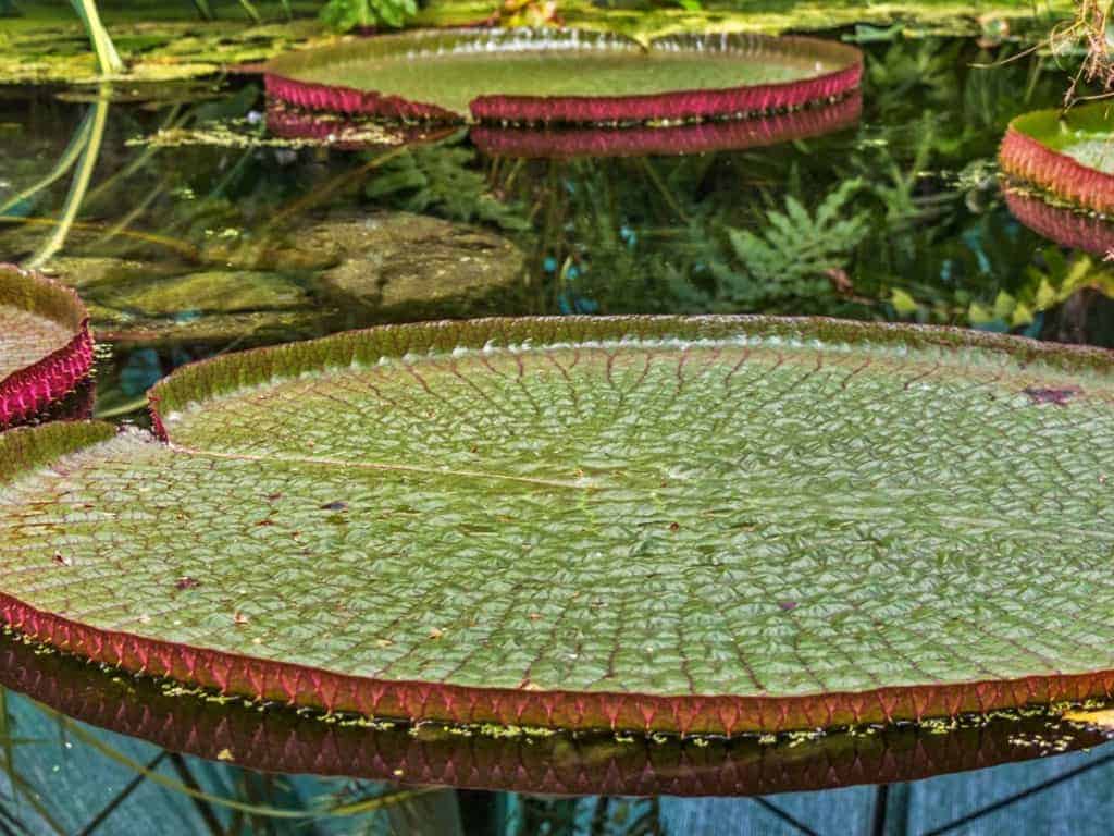 Amazon giant water lilies