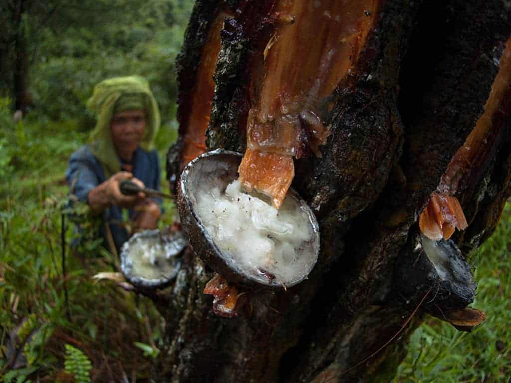 Amazon rubber tree