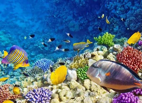 Maldives-Reef